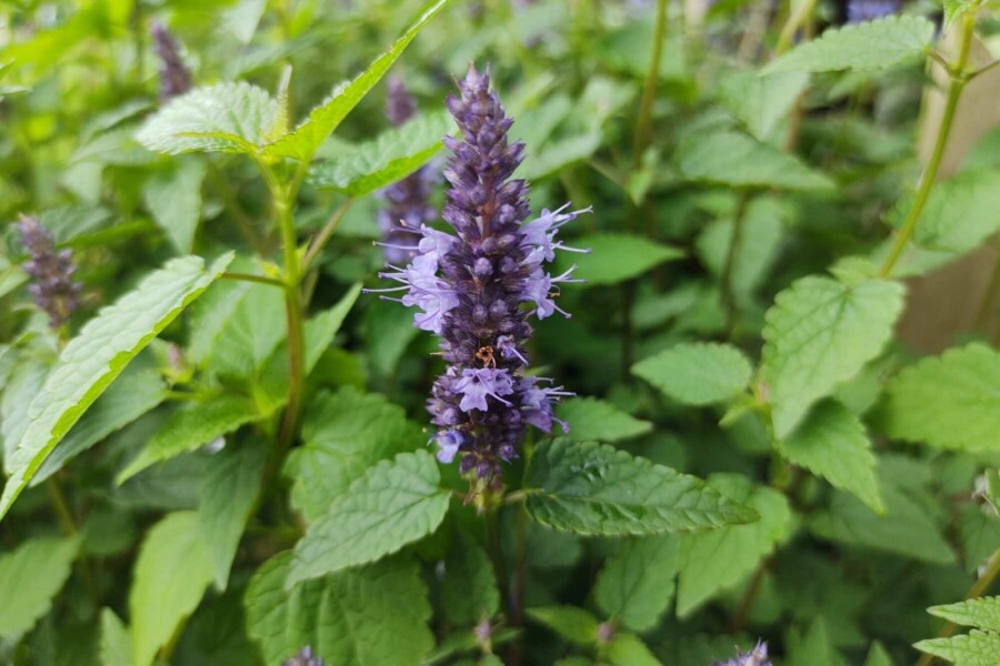 Duftnessel Agastache rugosa 'Little Adder' 5-10 Topf P9 Agastache rugosa 'Little Adder'