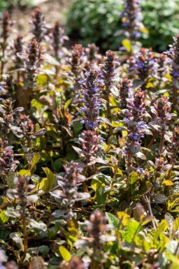 Kriechender günsel Ajuga reptans 'Braunherz' 5-10 Topf P9 Ajuga reptans 'Braunherz'