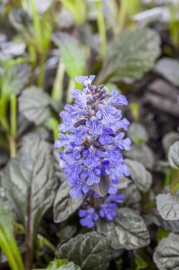 Kriechender günsel Ajuga reptans 'Braunherz' 5-10 Topf P9 Ajuga reptans 'Braunherz'
