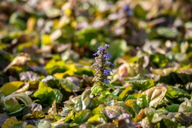 Kriechender günsel Ajuga reptans 'Braunherz' 5-10 Topf P9 Ajuga reptans 'Braunherz'
