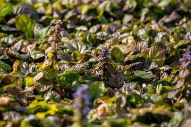 Kriechender günsel Ajuga reptans 'Braunherz' 5-10 Topf P9 Ajuga reptans 'Braunherz'