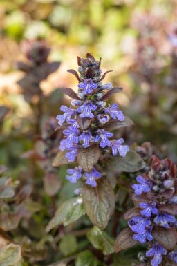 Kriechender günsel Ajuga reptans 'Chocolate Chip' 5-10 Topf P9 Ajuga reptans 'Chocolate Chip'