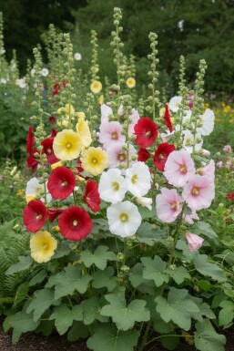 Alcea ficifolia