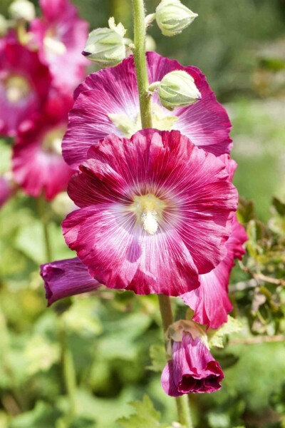 Stockrose Alcea rosea 5-10 Topf P9 Alcea rosea
