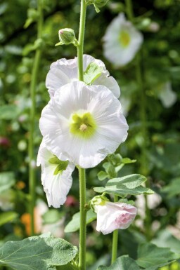 Stockrose Alcea rosea 5-10 Topf P9 Alcea rosea