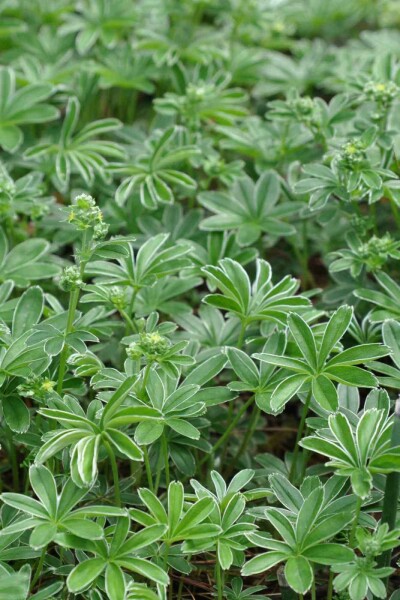 Silbermantel Alchemilla alpina 5-10 Topf P9 Alchemilla alpina