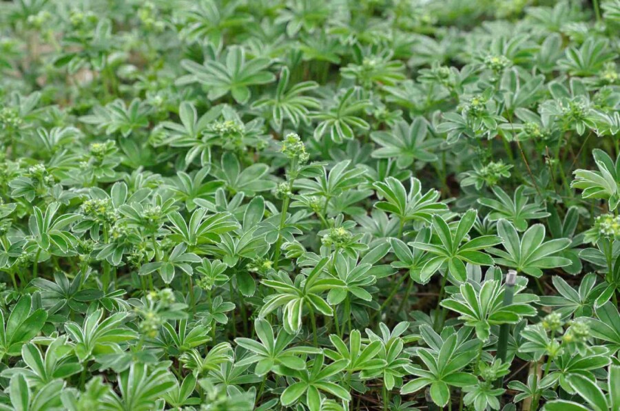 Silbermantel Alchemilla alpina 5-10 Topf P9 Alchemilla alpina