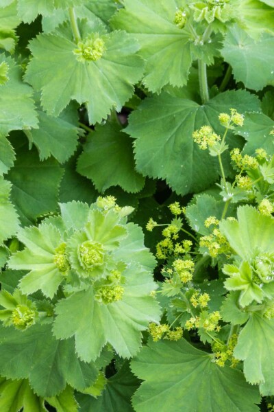 Frauenmantel Alchemilla vulgaris 5-10 Topf P9 Alchemilla vulgaris