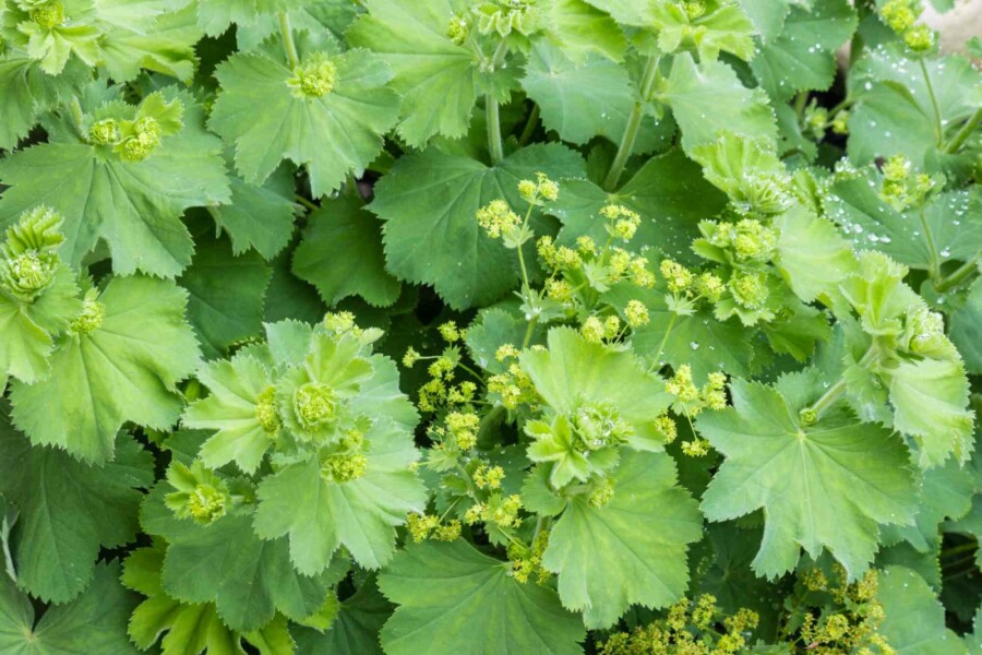 Frauenmantel Alchemilla vulgaris 5-10 Topf P9 Alchemilla vulgaris