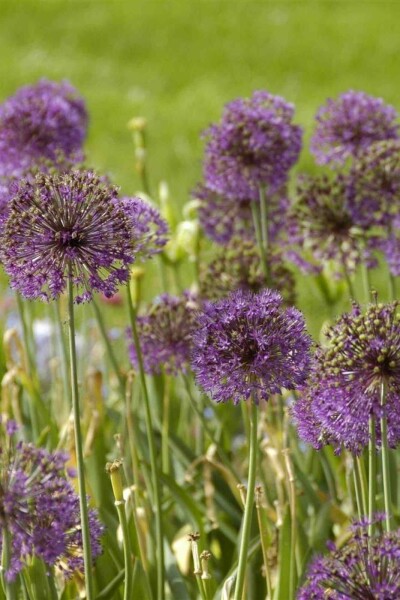 Riesenlauch Allium giganteum 5-10 Topf P9 Allium giganteum