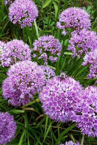 Zierlauch Allium senescens 'Millenium' 5-10 Topf P9 Allium senescens 'Millenium'