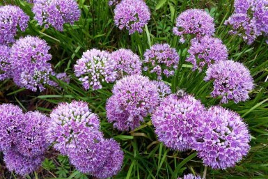 Zierlauch Allium senescens 'Millenium' 5-10 Topf P9 Allium senescens 'Millenium'