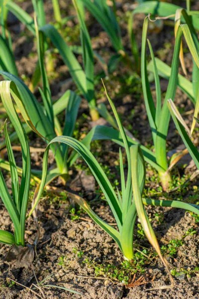 Knoblauch Allium sativum 5-10 Topf P9 Allium sativum