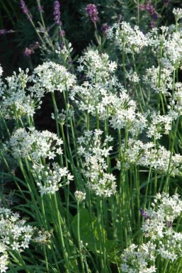 Schnittknoblauch Allium tuberosum 5-10 Topf P9 Allium tuberosum