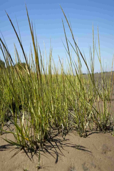 Strandhafer Ammophila arenaria 5-10 Topf P9 Ammophila arenaria