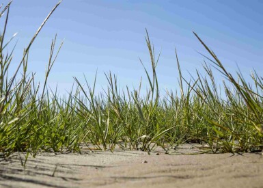 Strandhafer Ammophila arenaria 5-10 Topf P9 Ammophila arenaria