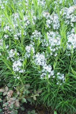 Blausternbusch Amsonia ciliata 5-10 Topf P9 Amsonia ciliata