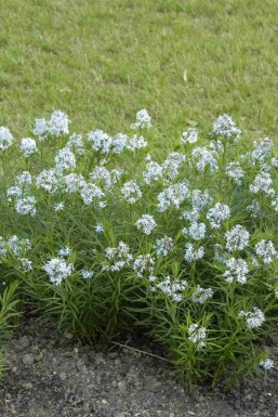 Blausternbusch Amsonia hubrichtii 5-10 Topf P9 Amsonia hubrichtii