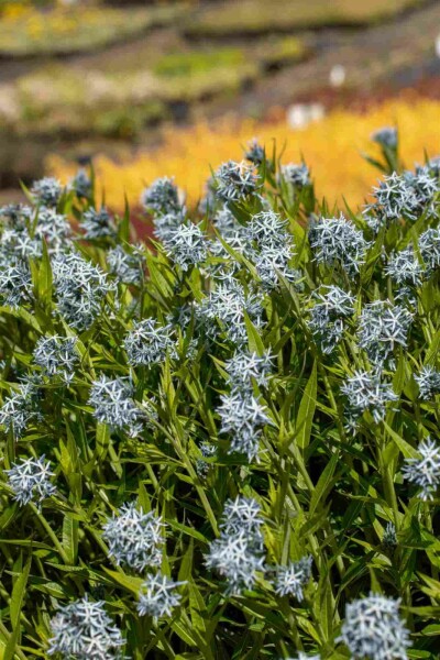 Blausternbusch Amsonia tabernaemontana 5-10 Topf P9 Amsonia tabernaemontana