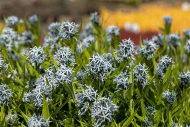 Blausternbusch Amsonia tabernaemontana 5-10 Topf P9 Amsonia tabernaemontana