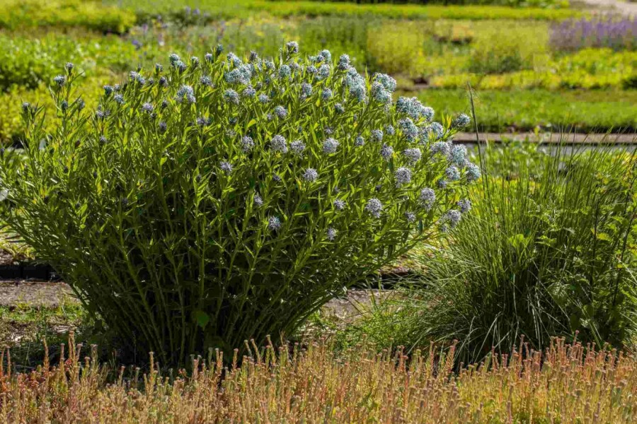 Blausternbusch Amsonia tabernaemontana 5-10 Topf P9 Amsonia tabernaemontana