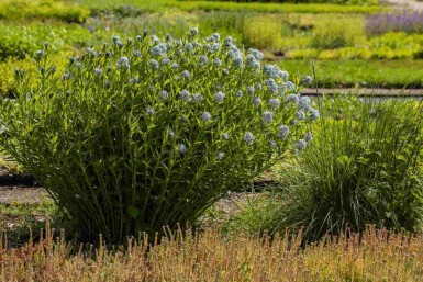 Blausternbusch Amsonia tabernaemontana 5-10 Topf P9 Amsonia tabernaemontana
