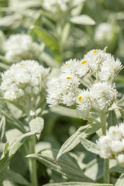 Perlkörbchen Anaphalis margaritacea 5-10 Topf P9 Anaphalis margaritacea