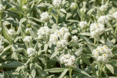 Perlkörbchen Anaphalis margaritacea 5-10 Topf P9 Anaphalis margaritacea