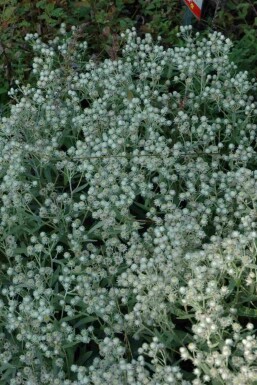 Perlkörbchen Anaphalis triplinervis 'Sommerschnee' 5-10 Topf P9 Anaphalis triplinervis 'Sommerschnee'