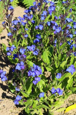 Italienische ochsenzunge Anchusa azurea 'Loddon Royalist' 5-10 Topf P9 Anchusa azurea 'Loddon Royalist'
