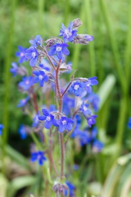 Blauer steinsame Anchusa azurea 5-10 Topf P9 Anchusa azurea