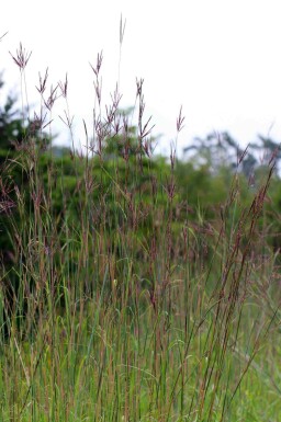 Gerards Blauhalm Andropogon gerardii 5-10 Topf P9 Andropogon gerardii