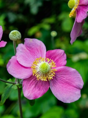 Herbst-Anemone Anemone hupehensis 'Hadspen Abundance' 5-10 Topf P9 Anemone hupehensis 'Hadspen Abundance'