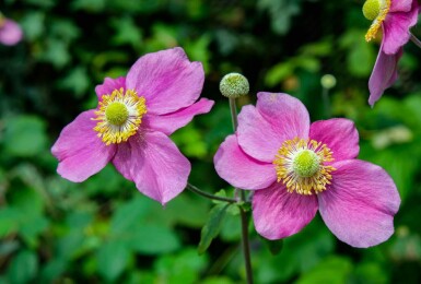 Herbst-Anemone Anemone hupehensis 'Hadspen Abundance' 5-10 Topf P9 Anemone hupehensis 'Hadspen Abundance'