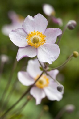 Chinesische Herbst-Anemone Anemone hupehensis 5-10 Topf P9 Anemone hupehensis