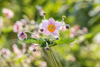 Chinesische Herbst-Anemone Anemone hupehensis 5-10 Topf P9 Anemone hupehensis