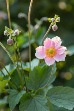 Chinesische Herbst-Anemone Anemone hupehensis 5-10 Topf P9 Anemone hupehensis