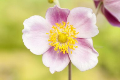 Chinesische Herbst-Anemone Anemone hupehensis 5-10 Topf P9 Anemone hupehensis