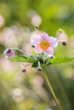 Chinesische Herbst-Anemone Anemone hupehensis 5-10 Topf P9 Anemone hupehensis