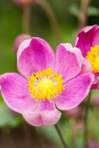 Chinesische anemone Anemone hupehensis 'Praecox' 5-10 Topf P9 Anemone hupehensis 'Praecox'