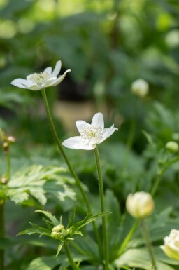 Japanische anemone Anemone leveillei 5-10 Topf P9 Anemone leveillei