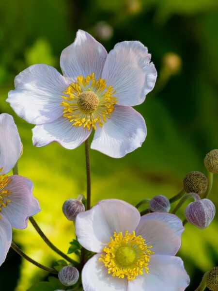 Japanische anemone Anemone japonica 'Richard Ahrens' 5-10 Topf P9 Anemone japonica 'Richard Ahrens'