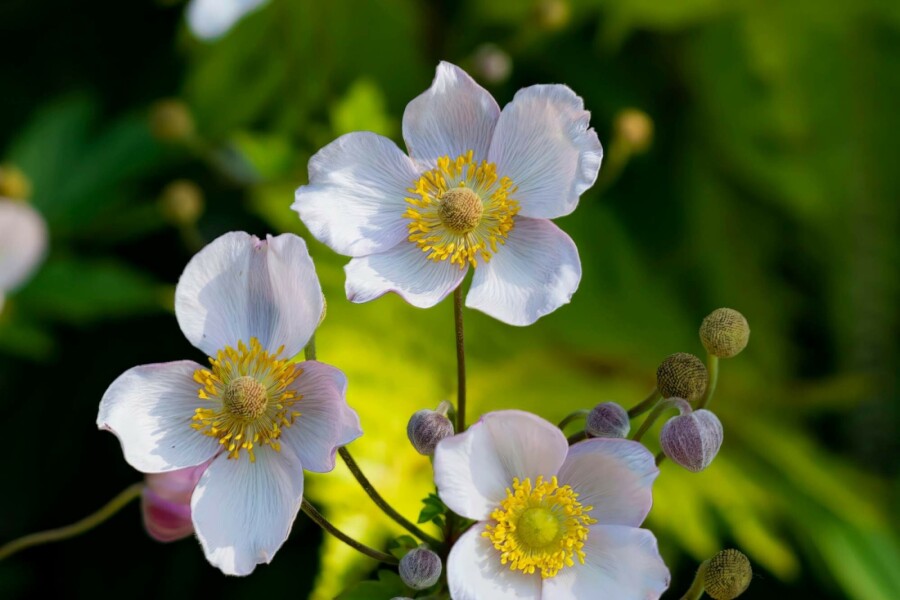 Japanische anemone Anemone japonica 'Richard Ahrens' 5-10 Topf P9 Anemone japonica 'Richard Ahrens'