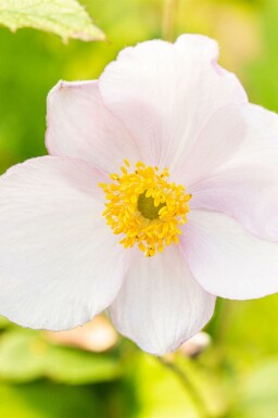 Herbst-Anemone Anemone tomentosa 'Robustissima' 5-10 Topf P9 Anemone tomentosa 'Robustissima'