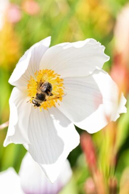 Japanische anemone Anemone japonica 'Wild Swan' 5-10 Topf P9 Anemone japonica 'Wild Swan'