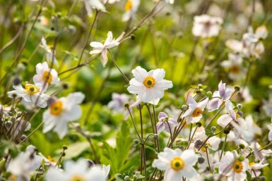 Japanische anemone Anemone japonica 'Wild Swan' 5-10 Topf P9 Anemone japonica 'Wild Swan'