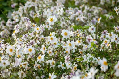 Japanische anemone Anemone japonica 'Wild Swan' 5-10 Topf P9 Anemone japonica 'Wild Swan'