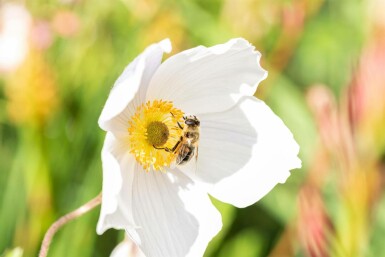 Japanische anemone Anemone japonica 'Wild Swan' 5-10 Topf P9 Anemone japonica 'Wild Swan'