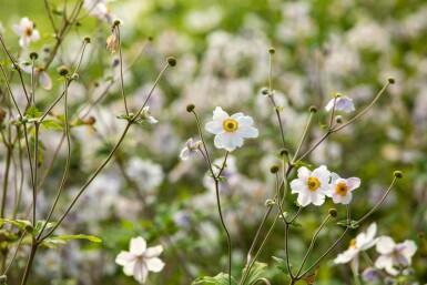 Japanische anemone Anemone japonica 'Wild Swan' 5-10 Topf P9 Anemone japonica 'Wild Swan'