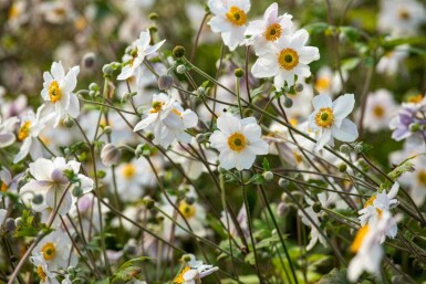 Japanische anemone Anemone japonica 'Wild Swan' 5-10 Topf P9 Anemone japonica 'Wild Swan'